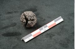 Foto (Seitenansicht) von Phymatocaryon mackayi F.V. Mueller (NHMW-GEO-2024-0188-10433)